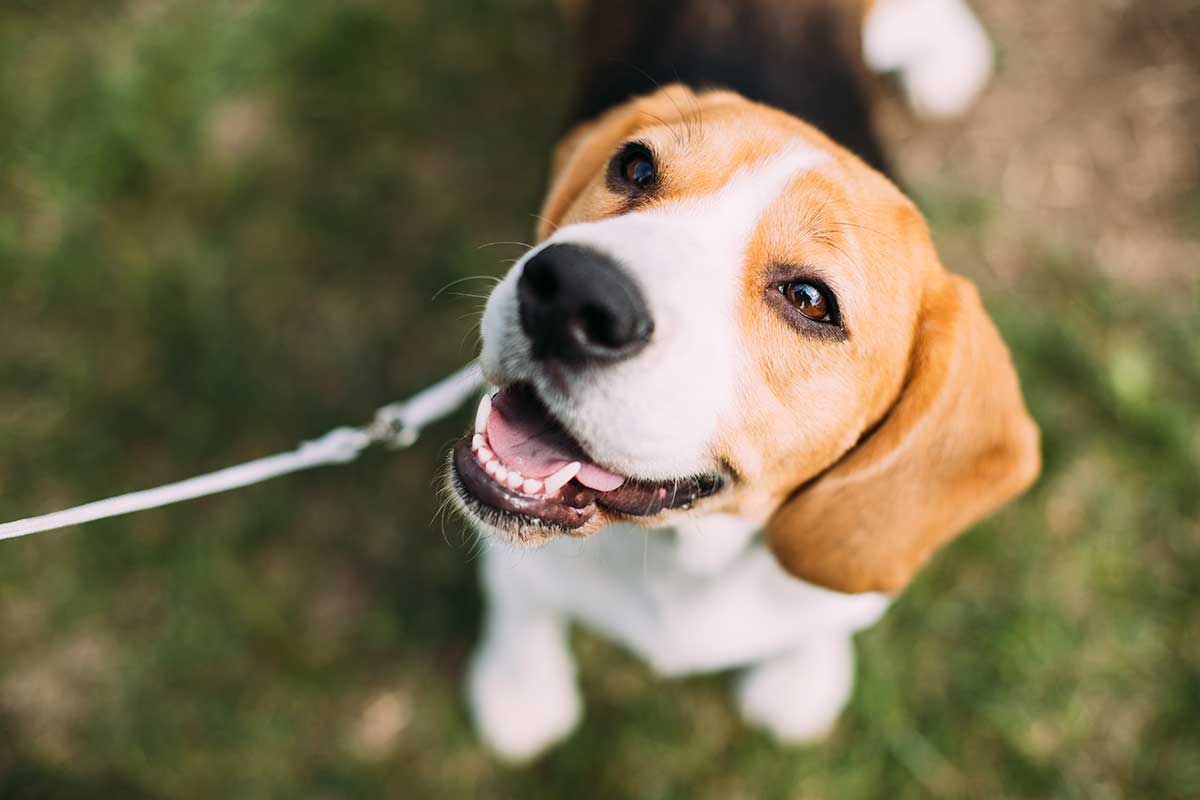 Happy dog outside on a leash.